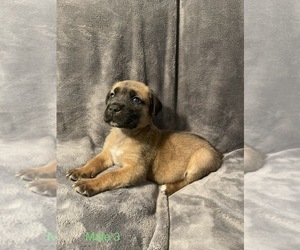 Boerboel Puppy for sale in SUGAR LAND, TX, USA