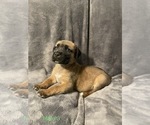 Small Photo #1 Boerboel Puppy For Sale in SUGAR LAND, TX, USA