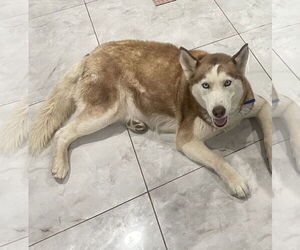 Coco - Female Siberian Husky-Unknown Mix Dog for Adoption - Photo #2
