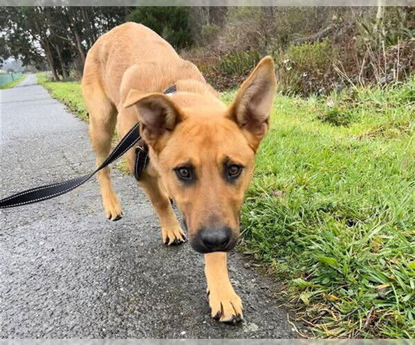 Medium Photo #2 German Shepherd Dog-Unknown Mix Puppy For Sale in McKinleyville, CA, USA