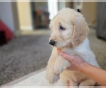 Small #8 Goldendoodle