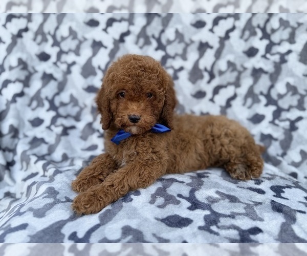 Medium Photo #6 Cock-A-Poo Puppy For Sale in LAKELAND, FL, USA