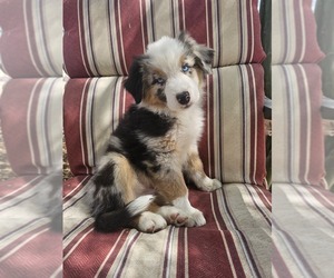 Australian Shepherd Puppy for sale in PHOENIX, AZ, USA