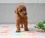 Small #2 Poodle (Miniature)