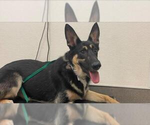 German Shepherd Dog Dogs for adoption in HESPERIA, CA, USA