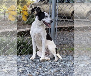 Crash - Male Border Collie-Unknown Mix Dog for Adoption - Photo #2