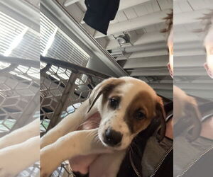 Australian Shepherd-Unknown Mix Dogs for adoption in Plainfield, IL, USA