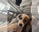 Small Australian Shepherd Mix