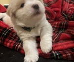 Small #9 Coton de Tulear