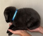 Small Photo #7 Labrador Retriever Puppy For Sale in QUEEN CREEK, AZ, USA