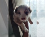 Small #12 Miniature Australian Shepherd
