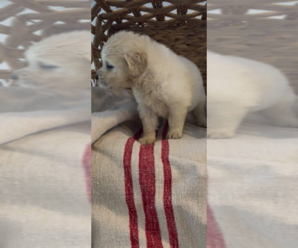 Medium Photo #12 Golden Retriever Puppy For Sale in MERCED, CA, USA