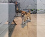 Small Photo #4 Jack Russell Terrier-Parson Russell Terrier Mix Puppy For Sale in Sanford, FL, USA