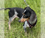 Small #2 Dachshund