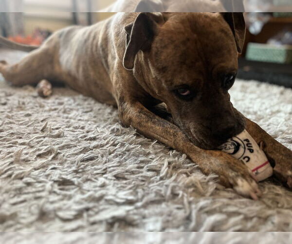 Medium Photo #11 American Staffordshire Terrier-Labrador Retriever Mix Puppy For Sale in Brewster, NY, USA