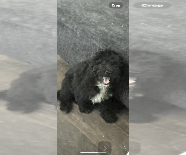Medium Photo #1 Aussiedoodle Puppy For Sale in SYRACUSE, NY, USA