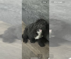 Aussiedoodle Puppy for sale in SYRACUSE, NY, USA