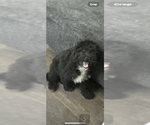Small Aussiedoodle
