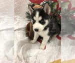 Small Photo #1 Siberian Husky Puppy For Sale in SILEX, MO, USA