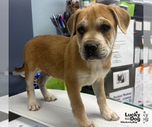 Murphy - Male Mutt Dog for Adoption - Photo #3