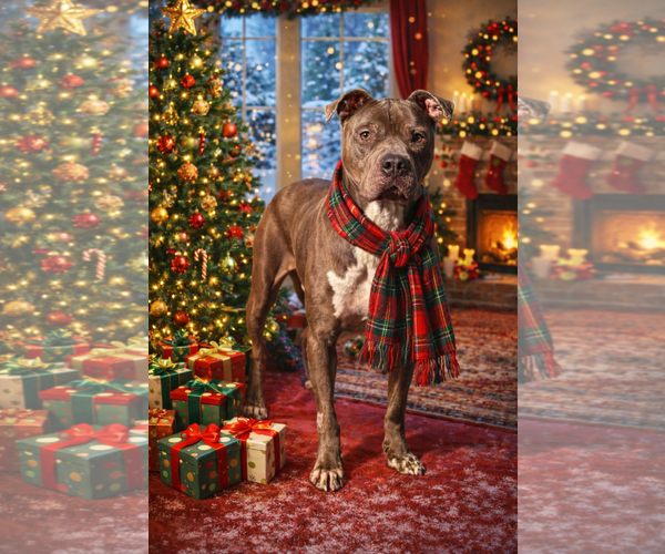 Medium Photo #3 Mutt Puppy For Sale in Rustburg, VA, USA