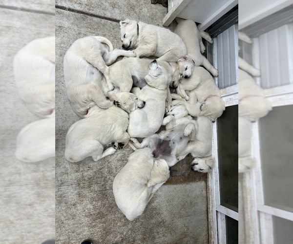 Medium Photo #7 Golden Retriever Puppy For Sale in WILTON, CA, USA