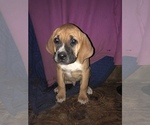 Puppy Puppy 2 Black and Tan Coonhound-Cane Corso Mix