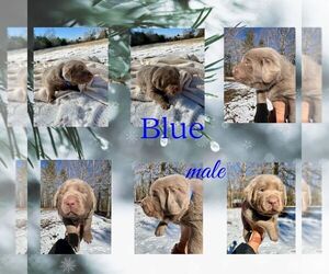 Labrador Retriever Puppy for sale in MEANSVILLE, GA, USA
