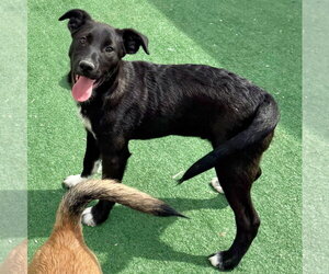 Collie-Unknown Mix Dogs for adoption in GILBERTS, IL, USA