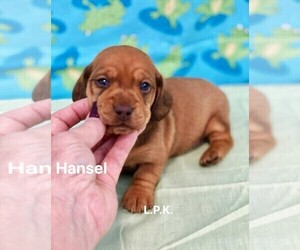 Dachshund Puppy for sale in WINNSBORO, LA, USA