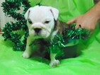 Small Photo #8 English Bulldog Puppy For Sale in HAMILTON, OH, USA