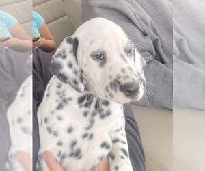 Dalmatian Puppy for sale in CHAMBERSBURG, PA, USA