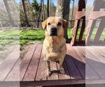 Small #1 Mutt