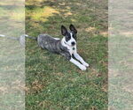 Small #1 Sheprador