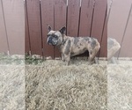 Small Photo #1 French Bulldog Puppy For Sale in BENTONVILLE, AR, USA