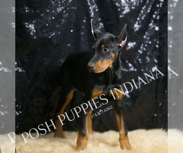 Medium Photo #42 Doberman Pinscher Puppy For Sale in WARSAW, IN, USA