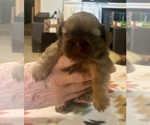 Shih Tzu Puppy for sale in DUFF, TN, USA