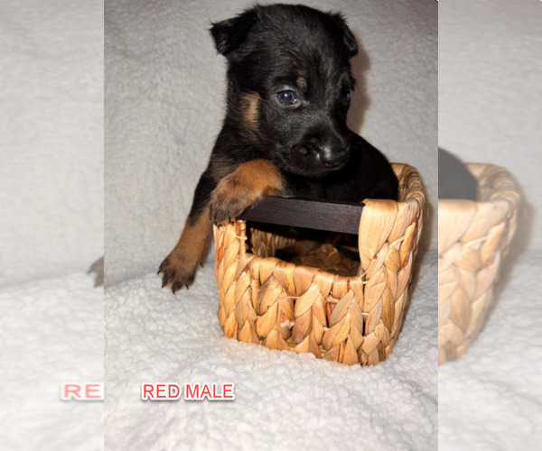 Medium Photo #3 Belgian Malinois Puppy For Sale in HOUSTON, TX, USA