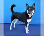 PANDORA - Female Gerberian Shepsky Dog for Adoption - Small photo