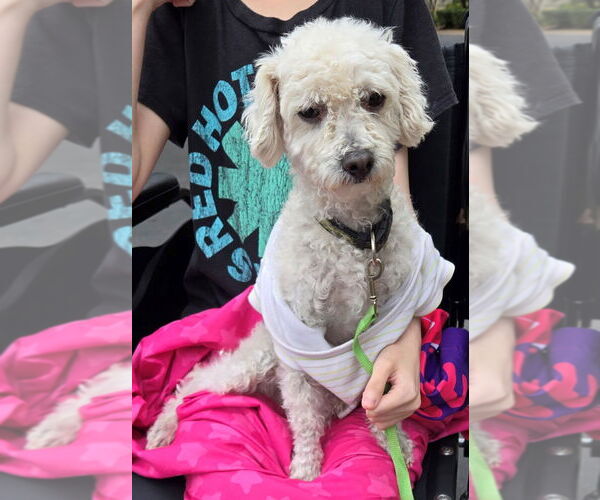 Medium Photo #1 Poodle (Toy) Puppy For Sale in San Antonio, TX, USA