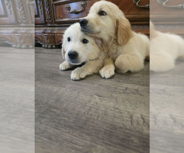 Medium Photo #6 Golden Retriever Puppy For Sale in SACRAMENTO, CA, USA
