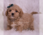 Small Photo #111 Maltipoo (Miniature) Puppy For Sale in WARSAW, IN, USA