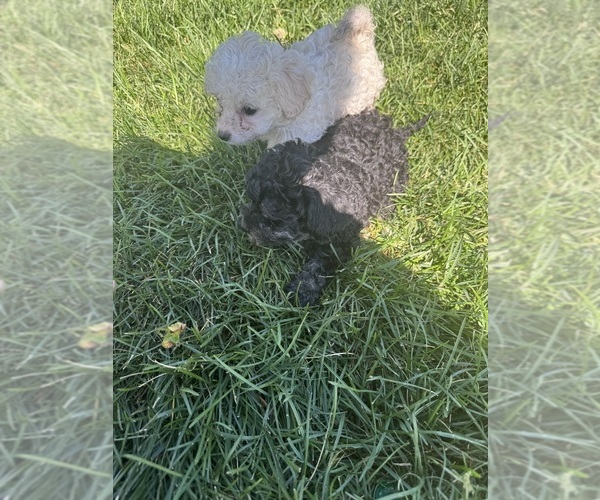 Medium Photo #10 Silkypoo Puppy For Sale in GRANGER, WA, USA