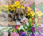 Image preview for Ad Listing. Nickname: Jack Russell