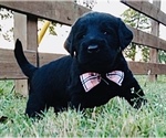 Small Photo #1 Labradoodle Puppy For Sale in CEDAR HILL, TX, USA