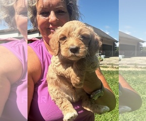 Golden Retriever-Poodle (Toy) Mix Puppy for Sale in GAY, Georgia USA