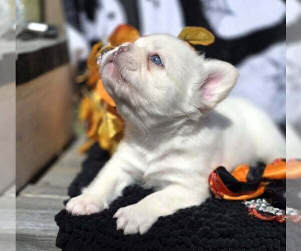 Medium Photo #7 French Bulldog Puppy For Sale in BOSTON, KY, USA