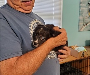 Chihuahua Puppy for sale in ELM CITY, NC, USA