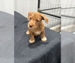 Small #1 American Pit Bull Terrier-Miniature Schnauzer Mix