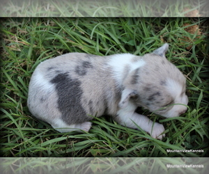 Chihuahua Puppy for Sale in WISTER, Oklahoma USA